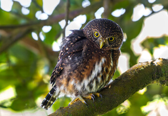 Pygmy owl portrait in foliage, Costa Rica