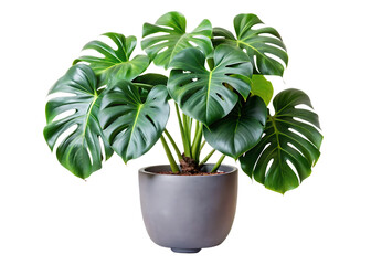  large-leaf-house-plant-monstera-deliciosa  ISOLATED ON WHITE BACKGROUND  png