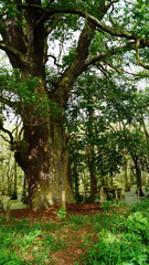 Baum, Dicke Eiche, Naturdenkmal, Bohnenland, Brandenburg