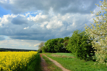 Rapsfeld, Baum, Busch, Weg, Himmel, Natur