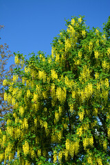 Baum, Baumkrone, Blüten, Goldregen, Natur, Himmel