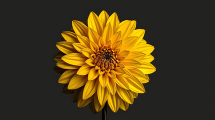 A single large real yellow dahlia flower head isolated against a transparent background for design elements