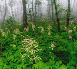 Misty forest in the mountains. Summer taiga in fog. Mysterious foggy forest.