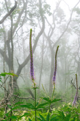 Misty forest in the mountains. Summer taiga in fog. Mysterious foggy forest.
