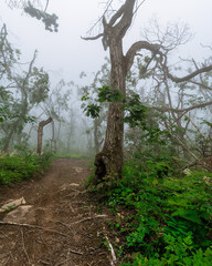 Fototapeta premium Misty forest in the mountains. Summer taiga in fog. Mysterious foggy forest.