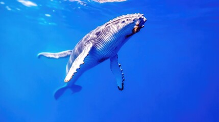 A humpback whale swimming gracefully underwater in clear blue ocean, showcasing its large pectoral fins and barnacle-covered skin, and marine life concept.