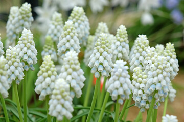 Ice white Muscari ‘ Alaska’, grape hyacinth, in flower.