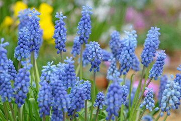 Blue Muscari armeniacum, commonly known as the Armenian grape hyacinth or garden grape hyacinth, in flower