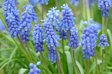 Blue Muscari armeniacum, commonly known as the Armenian grape hyacinth or garden grape hyacinth, in flower