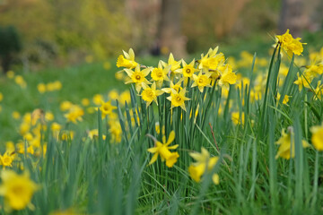 Obraz premium Bright yellow Narcissus pseudonarcissus, commonly named the wild daffodil or Lent lily in flower.