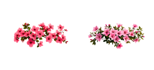 Pink rhododendron flower bloom, vibrant blossoms, spring, transparent