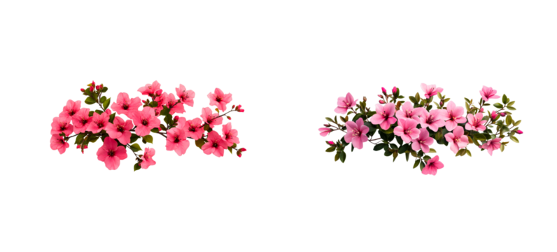 Pink rhododendron flower bloom, vibrant blossoms, spring, transparent