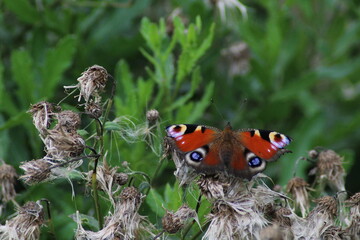 Peacock butterfly on purple thistle flower. Peacock butterfly (Aglais io). European butterflies 
