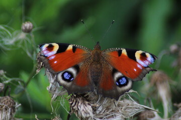 Peacock butterfly on purple thistle flower. Peacock butterfly (Aglais io). European butterflies 
