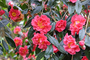 Fototapeta premium Large deep pink and yellow Camellia reticulata ‘Francie L’ in flower.