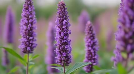 Obraz premium Purple Flowers in Bloom: A Stunning Display of Nature's Beauty