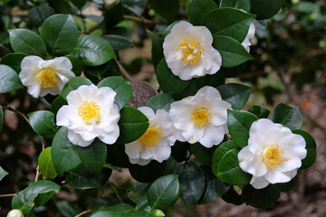 White and yellow Camellia japonica ‘Brushfield's Yellow’ in flower.