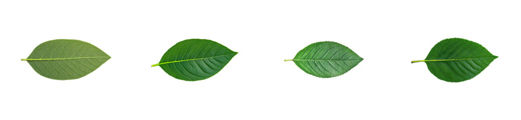 Obraz premium Four green leaves, leaf arrangement with black background, cut out transparent