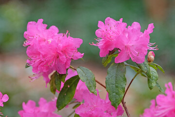 Small pink Rhododendron ‘Ostara’ in flower.