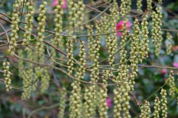 Yellow Stachyurus praecox, early stachyurus or spiketail in flower.