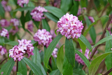 Obraz premium Lilac Purple Daphne bholua ‘Mary Rose’ in flower.