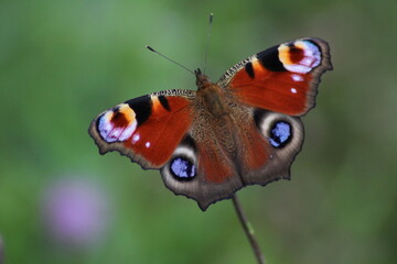 Peacock butterfly on purple thistle flower. Peacock butterfly (Aglais io). European butterflies 

