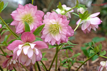 Naklejka premium Pink Helleborus orientalis, Lenten Rose, Double flowered hellebore in flower.