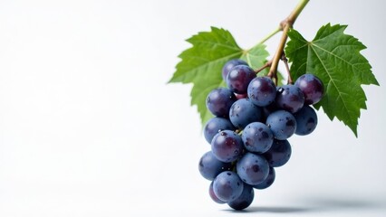 Fototapeta premium A cluster of dark-purple grapes on the vine with vibrant green leaves against a white background
