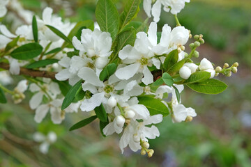 White Exochorda macrantha, or pearl bush ‘The Bride’ in flower.