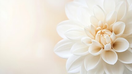 Fototapeta premium Serene White Dahlia Bloom: A Close-Up Macro Photography of a Delicate White Flower