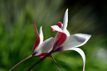 Blüte einer Damen-Tulpe im Frühling
