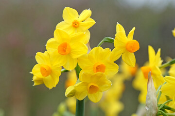 Yellow and orange clump forming tazetta daffodil, Narcissus &lsquo;Grand Soleil d'Or&rsquo; in flower.