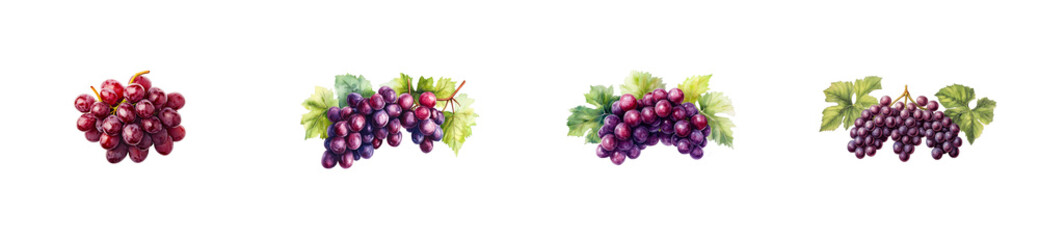 Fototapeta premium Watercolor grape clusters of four varieties on black, cut out transparent