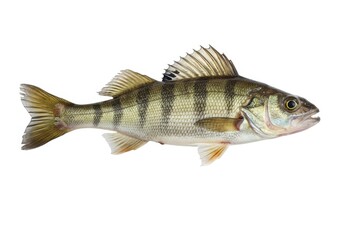 Yellow perch fish close up isolated studio shot wildlife isolated on white background
