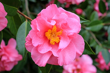 Large pink double Camellia ‘Leonard Messel’ in flower