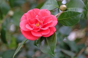 Pink Camellia japonica ‘Saturnia’ in flower.