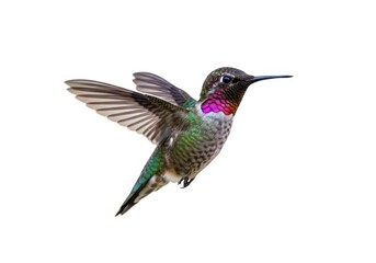 Fototapeta premium Isolated hummingbird flying with wings spread wildlife image isolated on white background