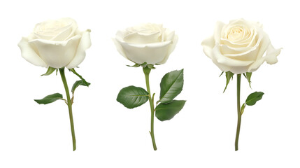Fototapeta premium Pack Stem of a White Rose Set in Different Poses on Transparent Background for Floral, Romantic, and Decorative Designs