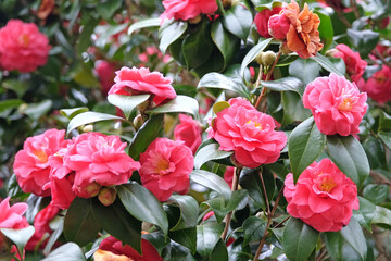 Pink Camellia japonica ‘Josephine Hearn’ in flower.