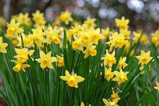 Pretty yellow daffodil Narcissus jonquil in flower
