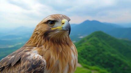 Realistic shot of an eagle in the video, with a red arrow mark seen perched on top of its body while looking at the camera 