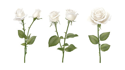 Pack White Rose Set in Different Poses Against Transparent Background for Floral Design, Romantic Illustrations, or Wedding Invitations
