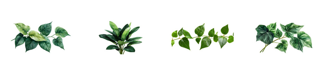 Naklejka premium Lush Green Foliage Assortment on Black Backdrop, cut out transparent