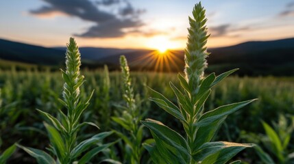 Lush green plants in a field at sunset