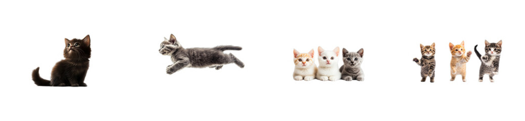 Kittens of various breeds pose isolated against a black background, cut out transparent
