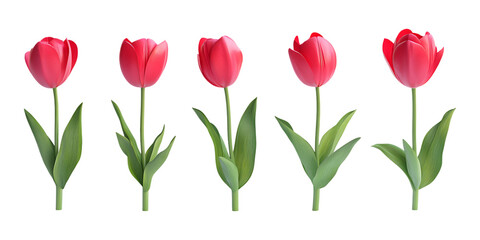 Pack Tulip Set in Different Poses on Transparent Background for Floral, Nature, and Decoration-Themed Designs