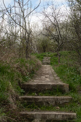 Stone steps ascend through a lush landscape filled with young trees and grass. The scene conveys serenity and a connection to nature on a calm day