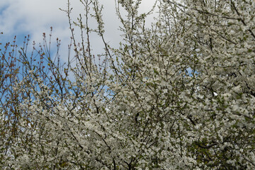 Delicate white cherry blossoms adorn the branches in a peaceful park, with soft clouds drifting above on a lovely spring day, creating a picturesque and tranquil atmosphere