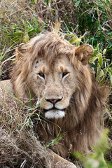 portret of a lion in tanzania 