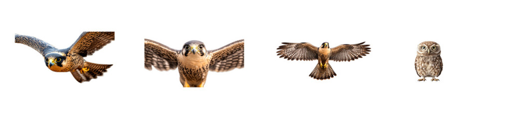 Variety of birds in flight and perched, cut out transparent